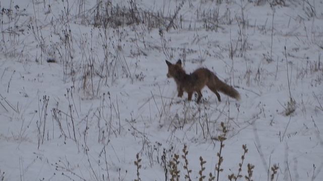 Лиса мышкует. смотреть онлайн