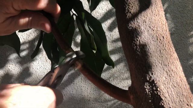 HOW TO AIR LAYER LYCHEE | LONGAN TREES -A guide for beginners! смотреть онлайн
