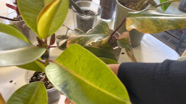 Plant shopping @ GHOSTWOOD PLANT & TERRARIUM MARKET ( Rare HOYA and uncommon houseplants) смотреть онлайн