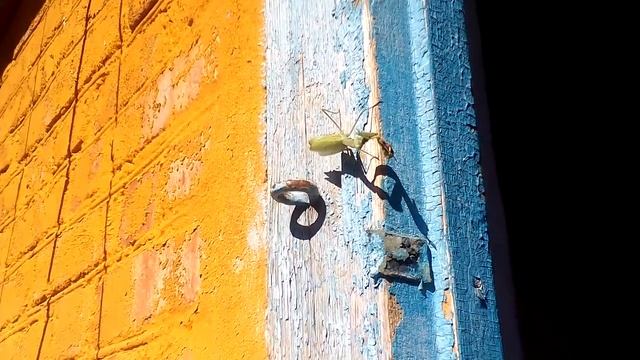 Богомол ест пчелу смотреть онлайн