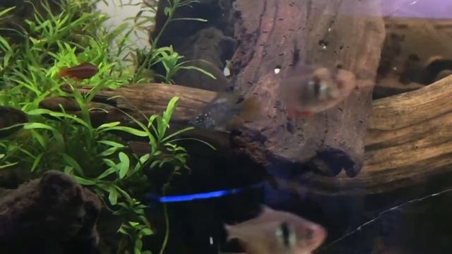 Apistogramma Borelli смотреть онлайн