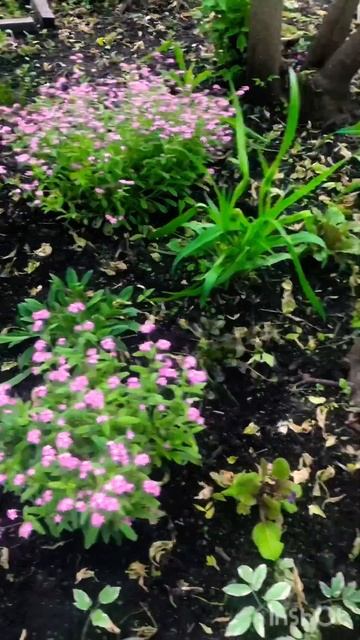 А я ходеля выбрасить Незабудки 🥰пушистое смотреть онлайн