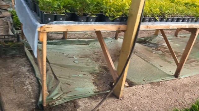 Обзор хвойных растений на продажу смотреть онлайн