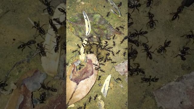 螞蟻成體搬運行為 смотреть онлайн