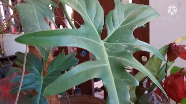 Philodendron Dragon Aka 