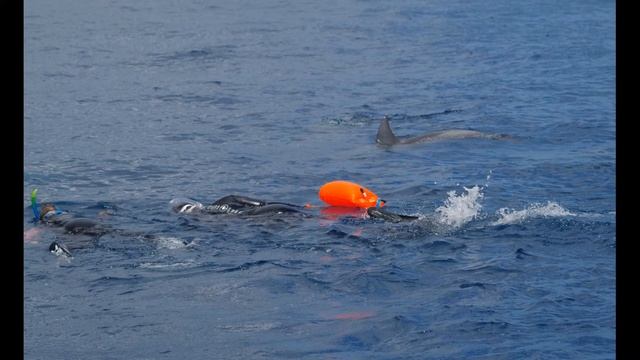 dauphins aduncus 30 aout 21 смотреть онлайн