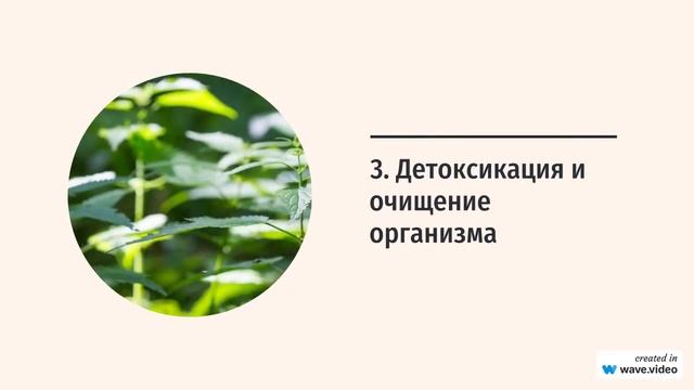 От крапивы к здоровью: Польза этого растения, забытого многими смотреть онлайн