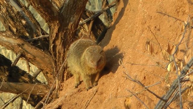 Slender Mongoose, Namibia смотреть онлайн