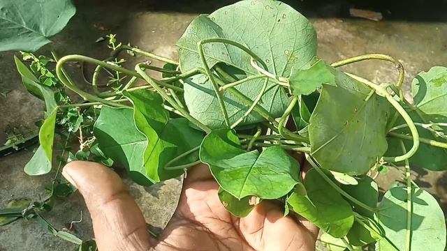 முல்லை பிரண்டை காரை முசுட்டை மூக்கிகிளுவை-December 9, 2021 смотреть онлайн