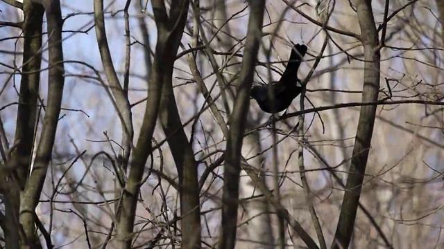 Черный дрозд. 17 апреля 2024 г. смотреть онлайн