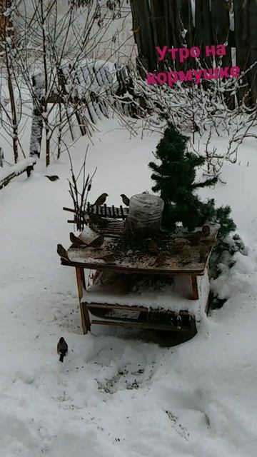 жужжание зеленушек,гомон птичку столовой. зеленушки, воробьи,дубоносы,снегири и синицы смотреть онлайн