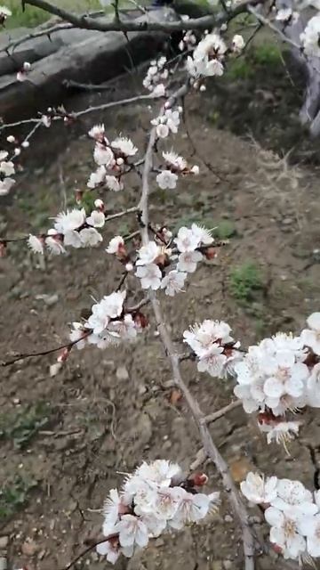 Обзор "абрикос цветёт" 27.04.2020г. #2 смотреть онлайн