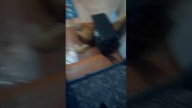 мои коты Рыжик,и Черныш. смотреть онлайн