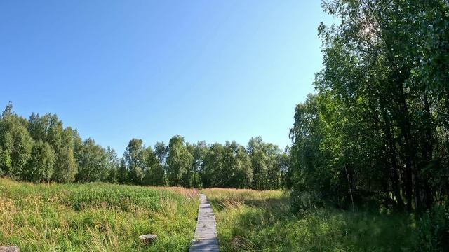тропа в заповеднике Пасвик смотреть онлайн