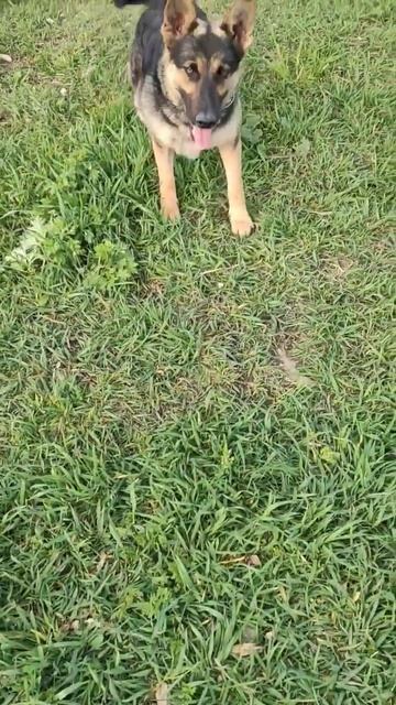 пищевая агрессия смотреть онлайн