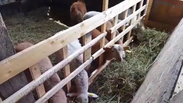 Катумские ярочки на карантине. смотреть онлайн