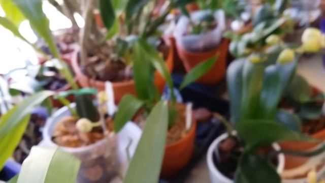 First Day Of Spring, Tour Of My Orchid Collection... смотреть онлайн