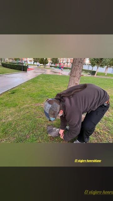 Gavilán común (Accipiter nisus). смотреть онлайн