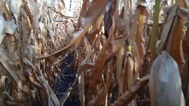 Огляд демо ділянки кукурудзи Сингента смотреть онлайн