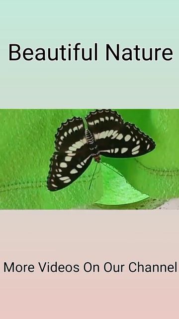 Captured a Beautiful Butterfly #shorts смотреть онлайн