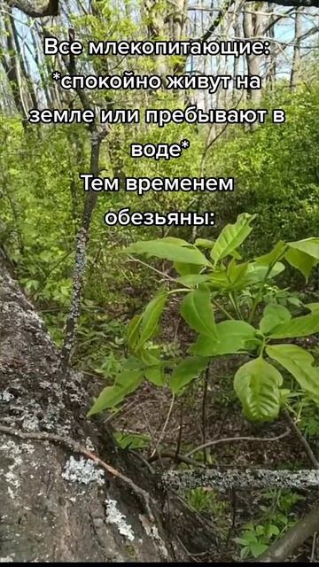 🤣🤣🤣 #мем #приколы #ржака #обезьяна смотреть онлайн