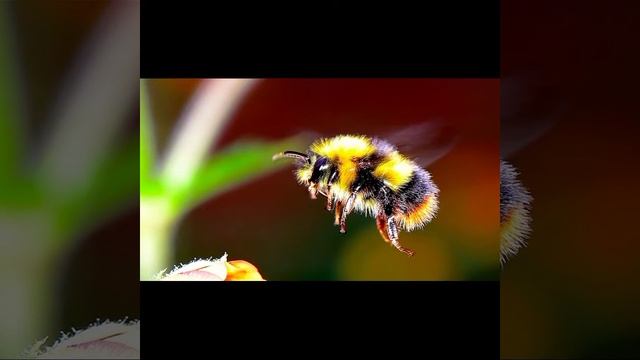 Важно знать на летних каникулах.( шмель) смотреть онлайн