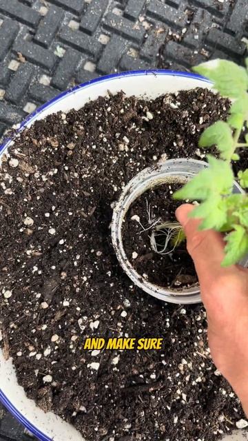 🍅Clone Your Tomato Plants in Seconds! 🌱 Free plants to last all season! 🔥#gardeninghacks смотреть онлайн