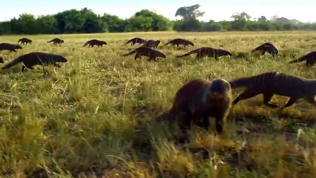 MONGOOSE Vs Black Mamba! Mongoose - Snake Killer смотреть онлайн