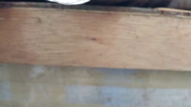 kelulut thoracica utk di jual смотреть онлайн