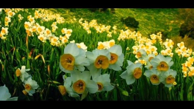 تفسير رؤية أزهار النرجس فى المنام ورد النرجس فى الحلم للعزباء والمتزوجة والحامل والرجل смотреть онлайн