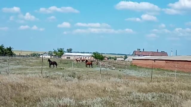 Лошади и верблюды. Окрестности села План. Неверкинский район. смотреть онлайн