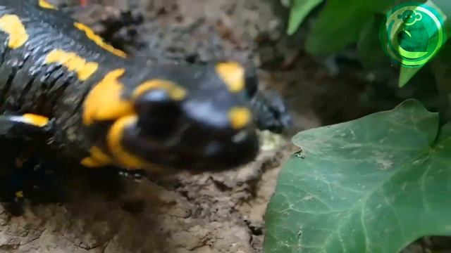 Episode 75: Fire Salamander - Toxic Spray смотреть онлайн