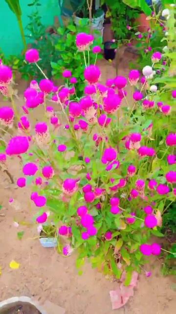 gomphrena flower at mumma 's gerdan 🪴🪴🪴 смотреть онлайн