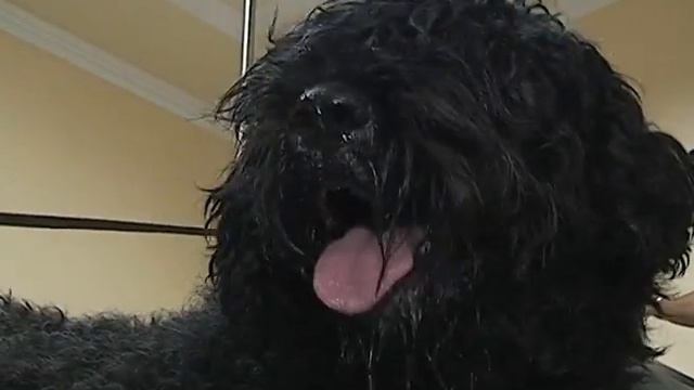 Ветеринарний щоденник №6 ДВДЦ "ИНВЕКА" смотреть онлайн