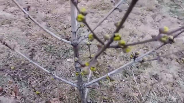 Dereń jadalny Cornus mas Pomocnik na winnicy смотреть онлайн