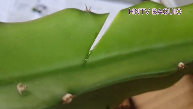 HOW TO GRAFT CRAB CACTUS 101 смотреть онлайн