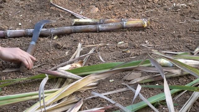 Poor Girl - Harvest Sugarcane to Sell at Market, Difficult Life of Poor Orphan Homeless Girl смотреть онлайн