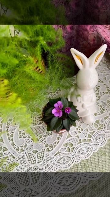 СК-Первая Любовь мини фиалочка. #кімнатніквіти #flowers смотреть онлайн