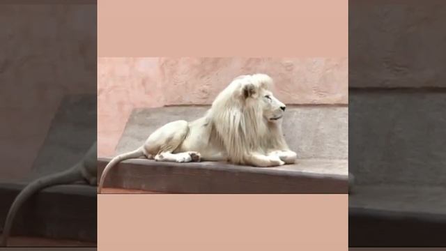 Лев брутал смотреть онлайн