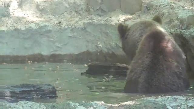 Горішки для ведмедів / Орешки для медведей / Nuts for bears смотреть онлайн