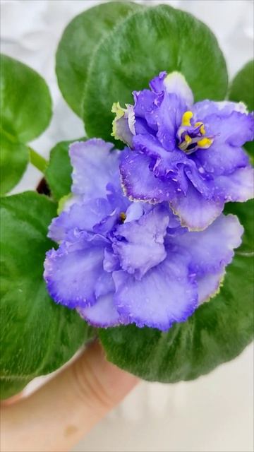 Фиалка БР-Маленькое Счастье