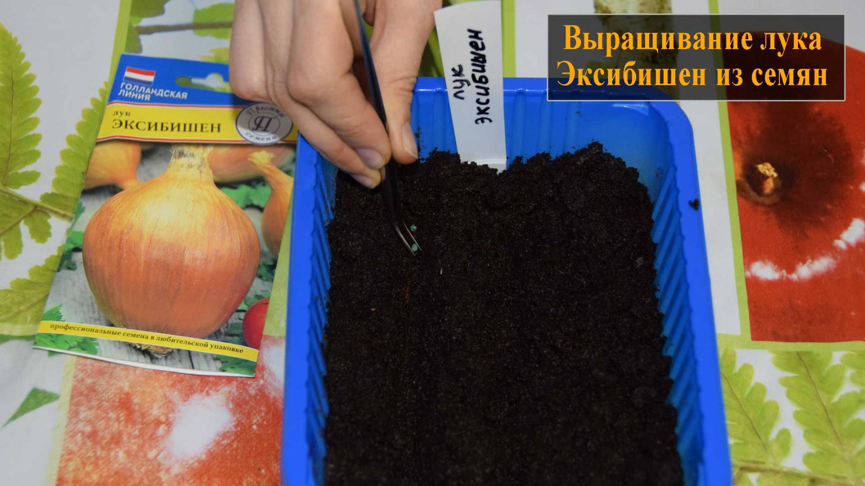 Лук Эксибишен выращивание из семян смотреть онлайн