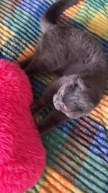 🔴КОТ СМОКИ🔴 смотреть онлайн