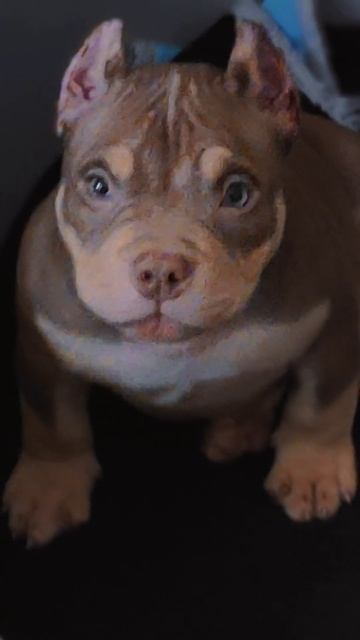 Американский булли Рольф #американскийбулли #щенки #americanbully #bully #булли #микробулли смотреть онлайн