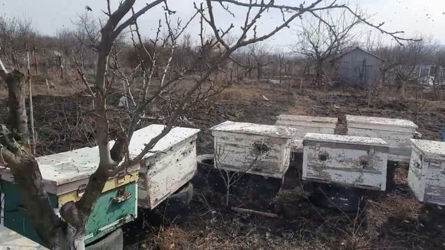 Облёт пчёл 27.02.2023 смотреть онлайн