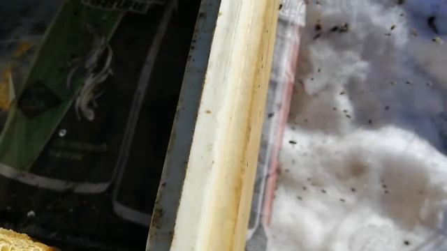 Два отводка в одном корпусе. смотреть онлайн