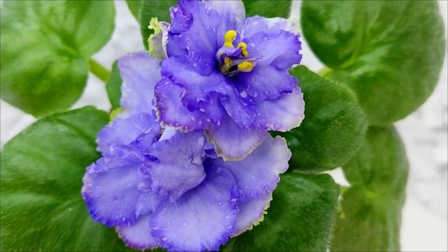 Фиалка БР-Маленькое Счастье