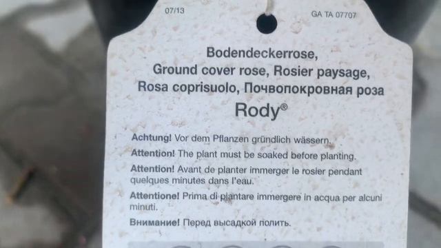 Роза Роди (Rody) Тантау. Почвопокровная роза