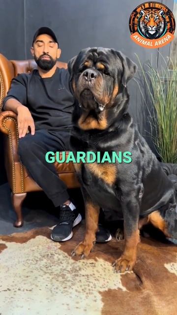 Top 3 Most Protective Dog Breeds! 🐕💪 смотреть онлайн