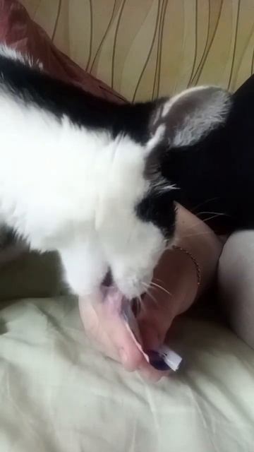 Новая вкусняшка для Нюши... Ей понравилось... ;-)